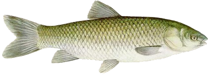 بچه ماهی کپور علفخوار، بچه ماهی آمور